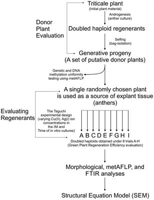 Glutathione and copper ions as critical factors of green plant regeneration efficiency of triticale in vitro anther culture